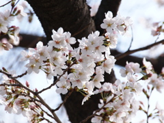 桜（自宅付近・２０１３）