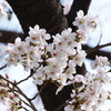 桜（自宅付近・２０１３）