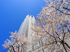 都庁を飾る桜