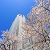 都庁を飾る桜