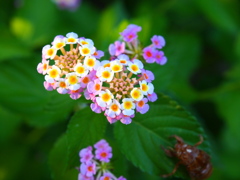 ランタナの花