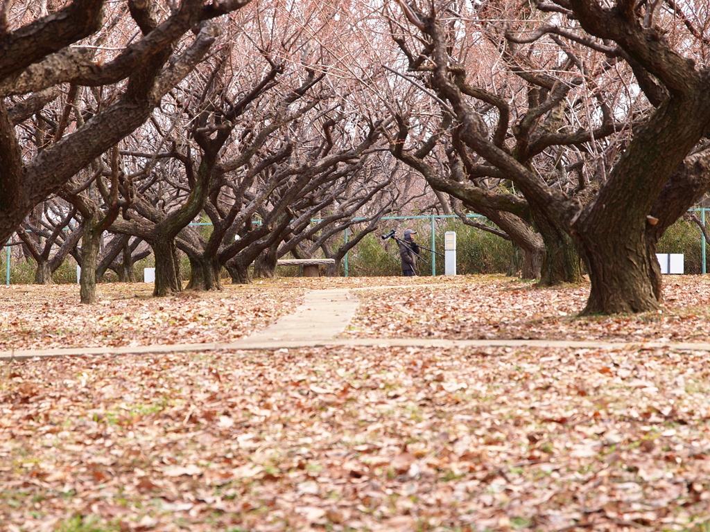 早春の公園