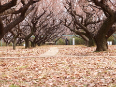 早春の公園