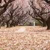 早春の公園