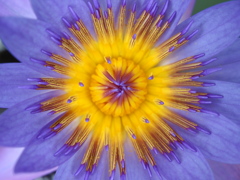 睡蓮の花