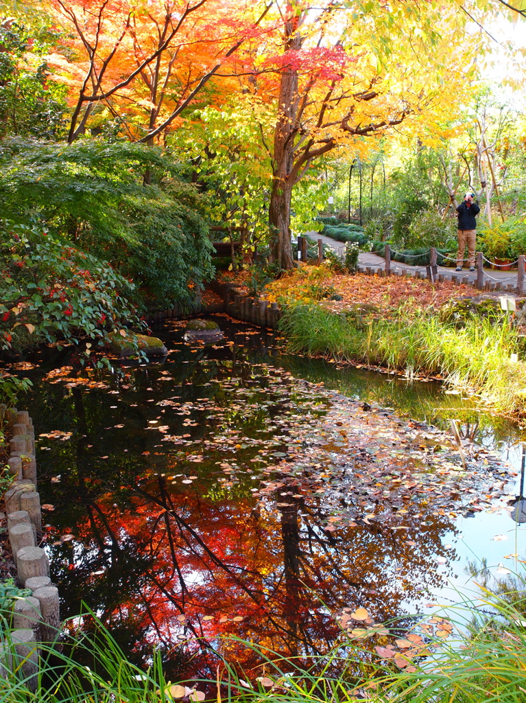 秋深まる池のある風景
