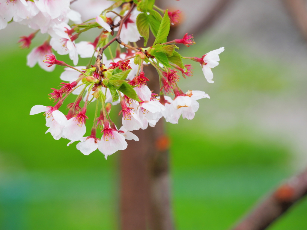 雨に濡れて散る花