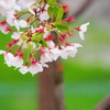 雨に濡れて散る花