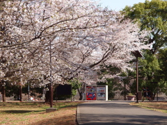 桜の花咲く公園の風景