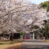 桜の花咲く公園の風景