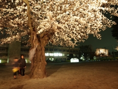 夜桜に遊ぶ
