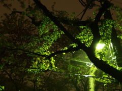 夜の街路樹　雨－葉桜