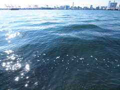 東京の海