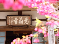 寒緋桜