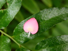 一片の花