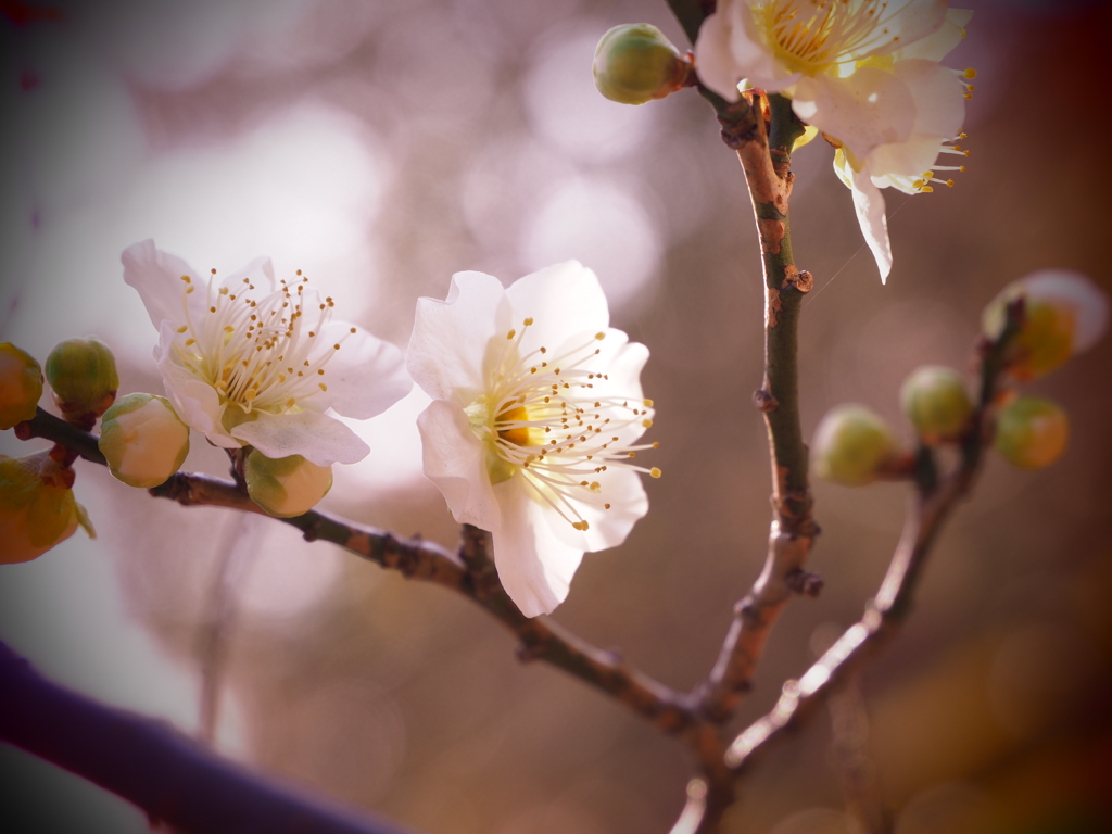 ２月１日