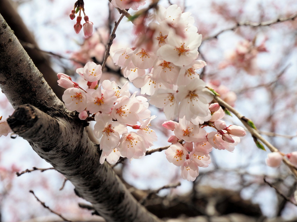 枝垂桜