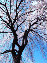 青蓮寺の枝垂れ桜