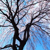 青蓮寺の枝垂れ桜