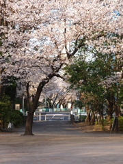 桜の花のある街景