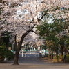 桜の花のある街景