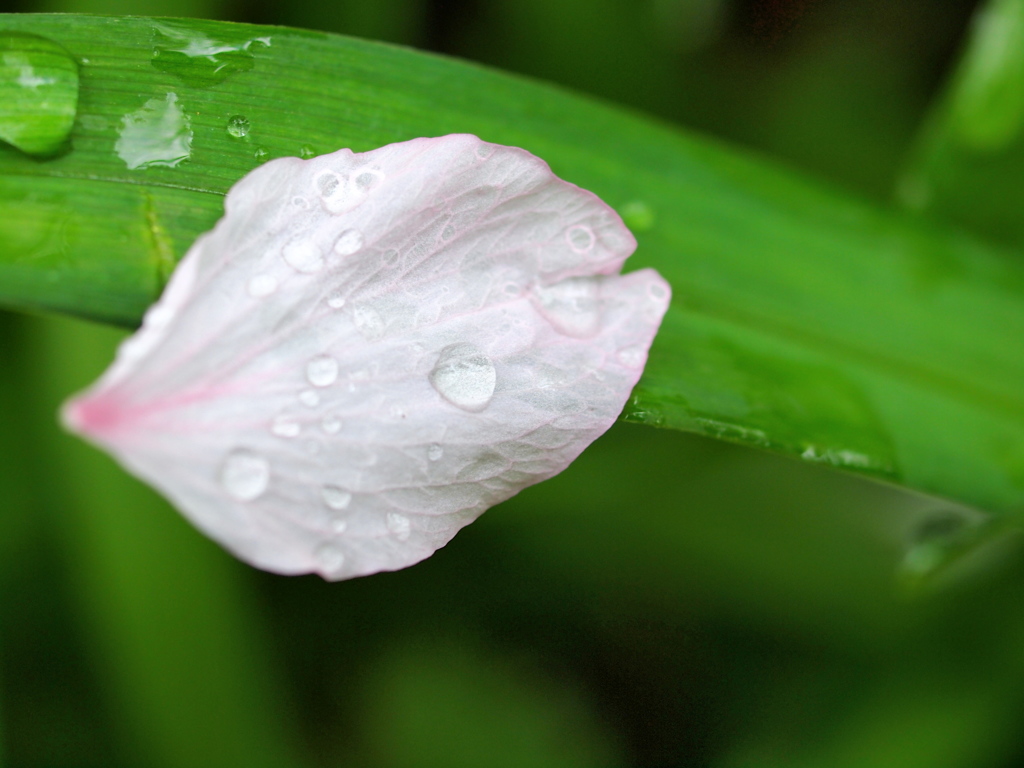 花の名残り