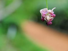 アケビの花