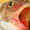 幻の魚のご尊顔