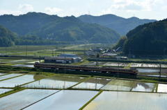 逆光気味の空のもと水田地帯を行く381系