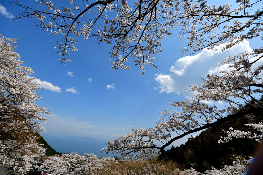 桜景色No7