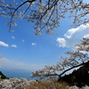 桜景色No7