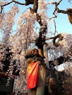 枝垂桜と狛犬