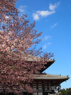 東大寺桜
