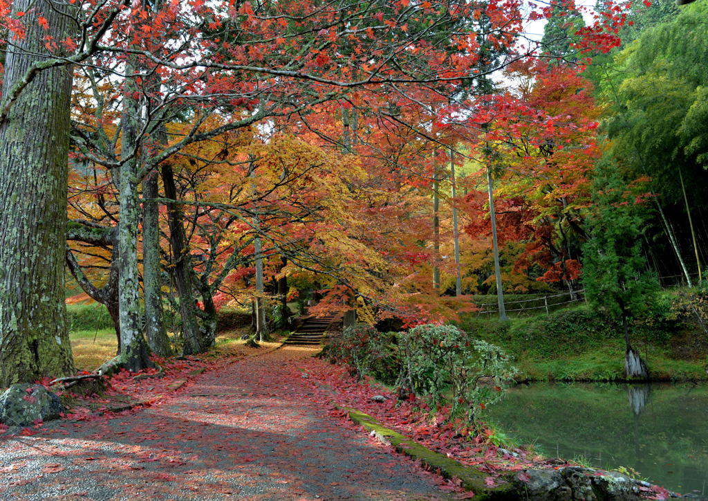 秋の紅葉寺Ｎｏ３