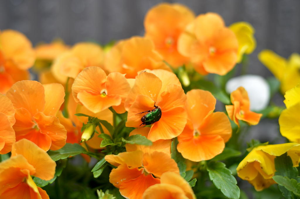 花とカナブンその２