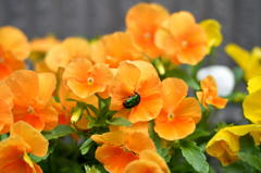 花とカナブンその２