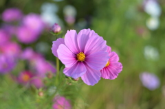 コスモス２