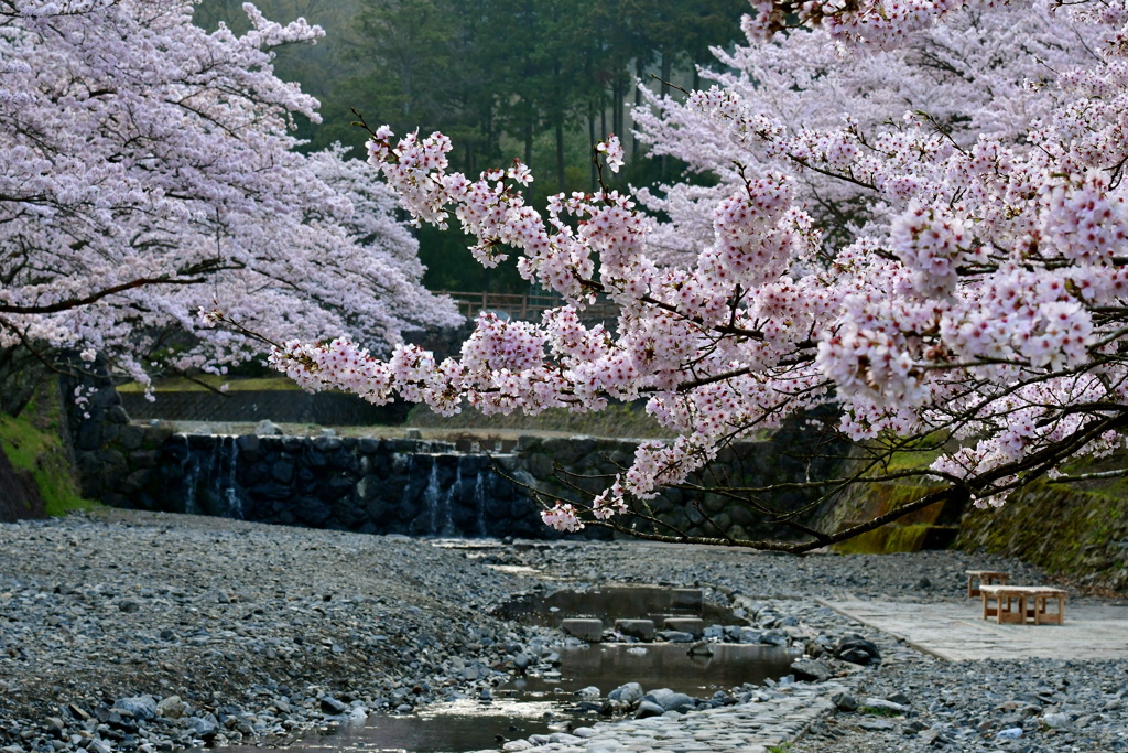 桜景色