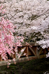 桜景色No3