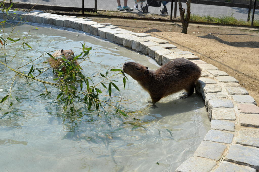 カピバラさん