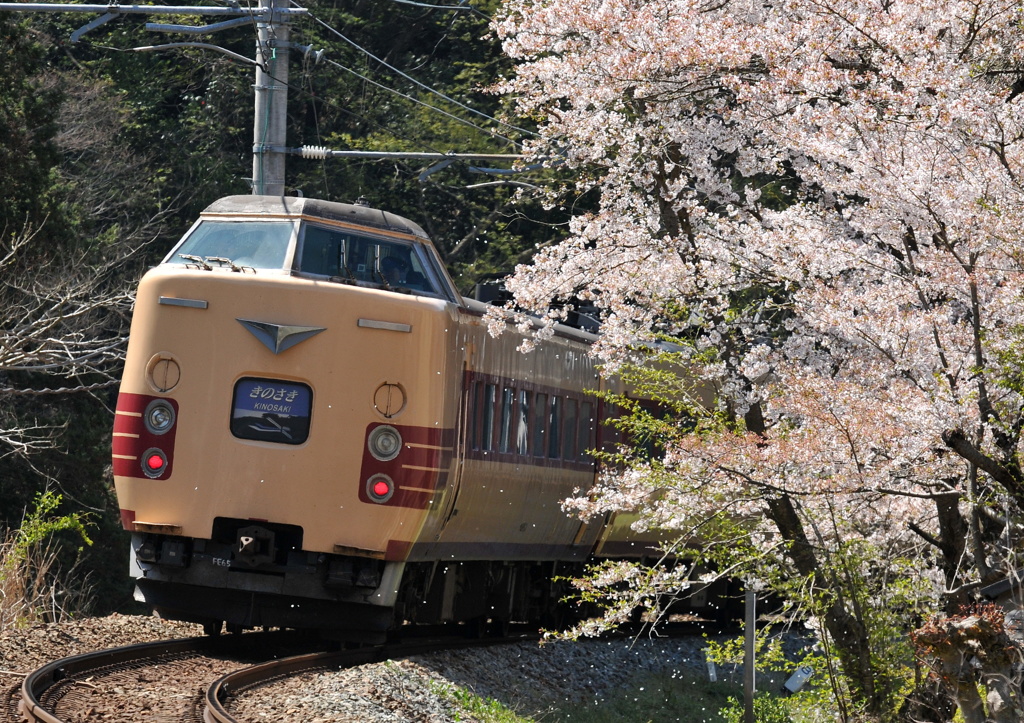 桜の向こうへ・・・