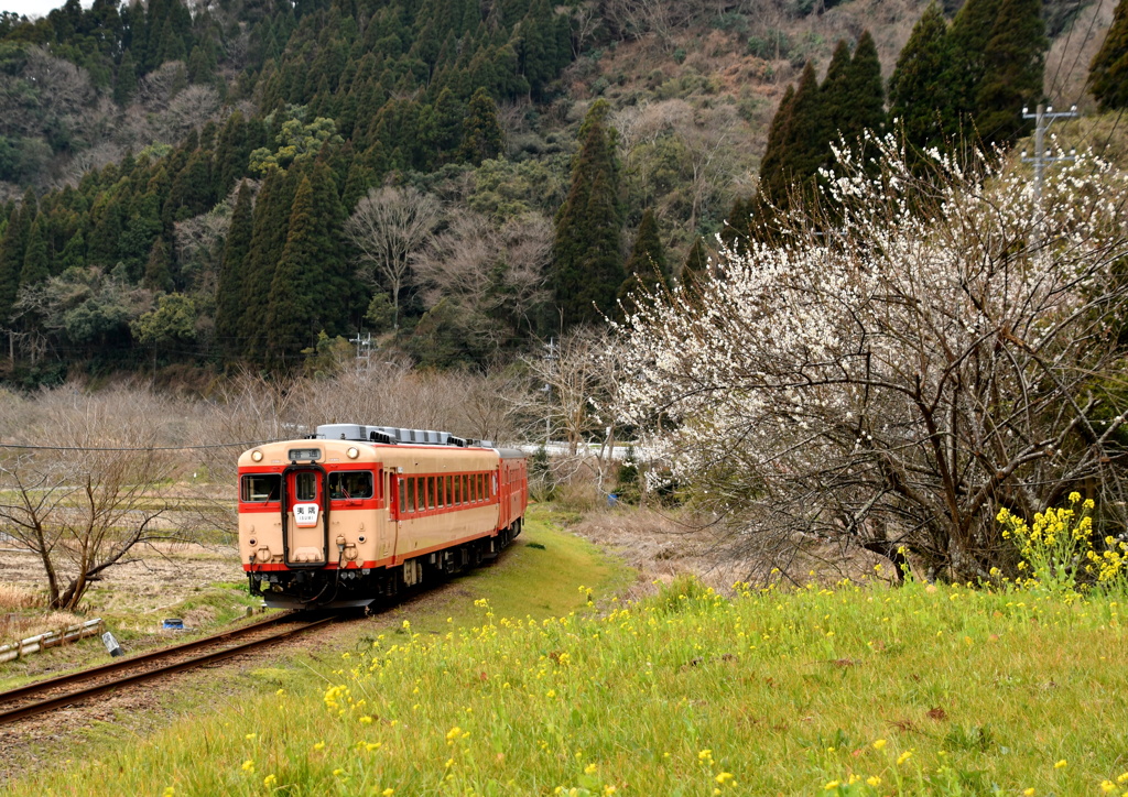 早春賦・房総半島横断の旅Ｎｏ６