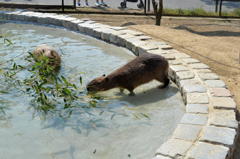 カピバラさんその２