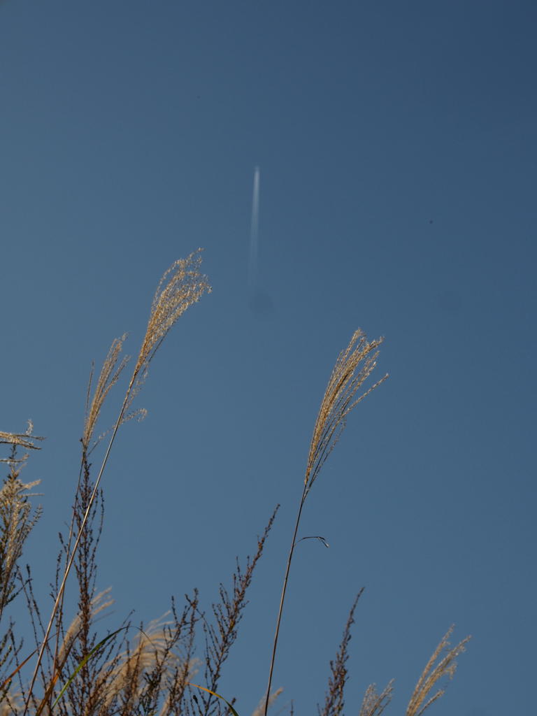 ススキと飛行機雲