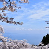 桜景色No6