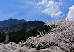 桜景色No5