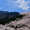 桜景色No5