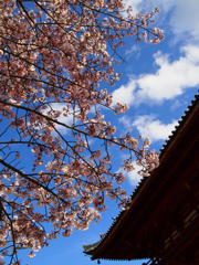 東大寺桜Ｎｏ２