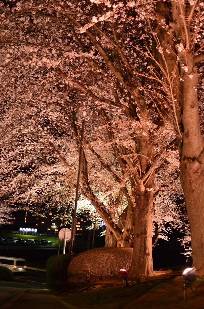 夜桜
