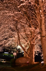 夜桜